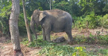 ‘বেলকলি’র কোলজুড়ে এলো ‘আনারকলি’