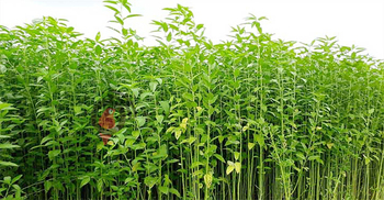 মাগুরায় পাটের বাম্পার ফলনের সম্ভাবনা