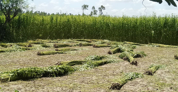 নেই বৃষ্টি, পাট জাগ দেওয়া নিয়ে দুশ্চিন্তায় জয়পুরহাটের কৃষকরা