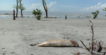 জাহাজমারা সৈকতে ভেসে এলো ইরাবতী ডলফিন
