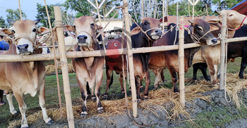 পটুয়াখালীর হাটে কদর নেই বড় গরুর, বিপাকে খামারিরা