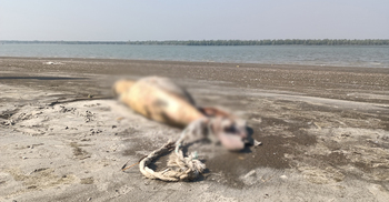 কুয়াকাটা সৈকতে ভেসে এলো মৃত ডলফিন