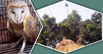 সাংবাদিকের ক্যামেরায় ধরা পড়ে প্রাণে বাঁচলো দুই প্যাঁচা