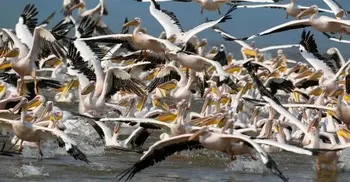750 pelicans found dead in Senegal