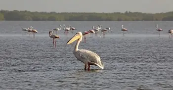 Bird flu caused deaths of 750 pelicans in Senegal
