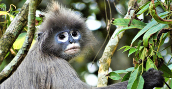 মহাবিপন্ন চশমাপরা হনুমান