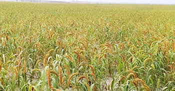 গাইবান্ধায় বেড়েছে কাউন চাষ