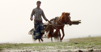 চরেই চলে ঘোড়ার গাড়ি