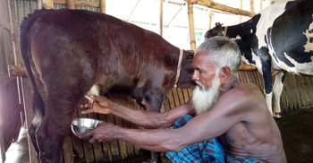 ৪০ দিনের বকনা বাছুর দৈনিক দুধ দিচ্ছে আধা লিটার