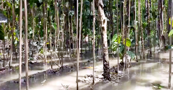 ইয়াসে পিরোজপুরে ক্ষতিগ্রস্ত ২২০০ পানের বরজ, দুশ্চিন্তায় চাষি