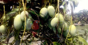 পিরোজপুরে আমের বাম্পার ফলন