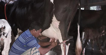 ৭টি গাভী দিয়ে শুরু, এখন মাসে আয় ৬ লাখ টাকা
