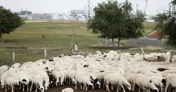 Bubonic plague is diagnosed in China