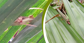 সুপারী ও নারকেল গাছের পাতা খেয়ে ফেলল দুই শতাধিক পোকা