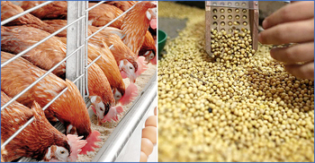 সয়ামিল রপ্তানি বন্ধ, পোলট্রি খামারিদের স্বস্তি প্রকাশ