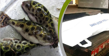 পটকা মাছ খেয়ে স্বামী-স্ত্রীর মৃত্যু, অসুস্থ ৩ মেয়ে