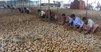 আলু মজুত করে মাথায় হাত মুন্সিগঞ্জের চাষিদের