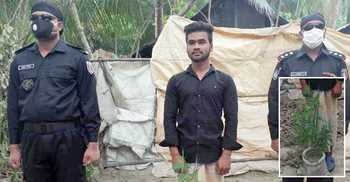 পুকুর পাড়ে গাঁজা চাষ, কলেজছাত্র ধরা