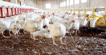 France detects highly pathogenic bird flu on poultry farm