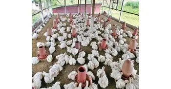 Thakurgaon poultry farmers brace for huge loss