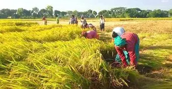 Haor pry schools to remain open for paddy harvesting labourers