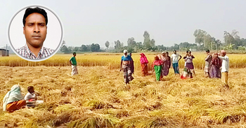 সরকারি প্রকল্পের শ্রমিক দিয়ে নিজের জমির ধান কাটালেন ইউপি সদস্য