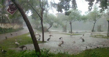 Light to moderate rain likely