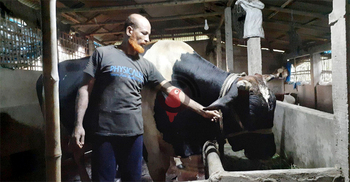 শায়েস্তাগঞ্জের ‘রাজা’র দাম হাঁকছেন ৫ লাখ