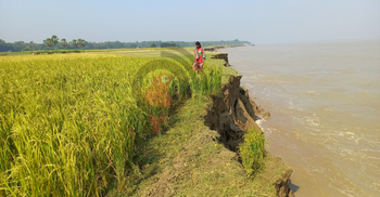 অসময়ে ভাঙছে পদ্মা, দিশেহারা শতাধিক কৃষক