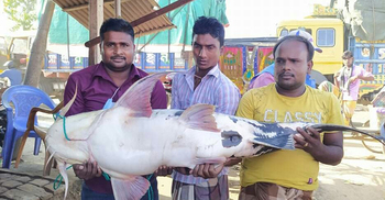 ৩০ কেজির বাঘাইড়ের দাম ২৮ হাজার টাকা