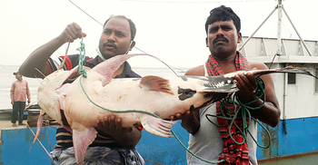 এক মাছ বিক্রি করে ২০ হাজার টাকা পেলেন জেলে