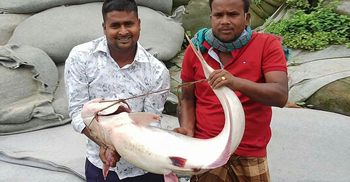 এক পাঙা‌সের দাম ২৫ হাজার টাকা