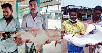 পদ্মায় ধরা পড়ল বিশাল আকৃতির বাঘাইড় ও পাঙাশ