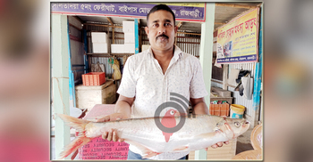পদ্মায় ধরা পড়ল সাড়ে ৪ কেজি ওজনের বিলুপ্তপ্রায় ঢাই মাছ