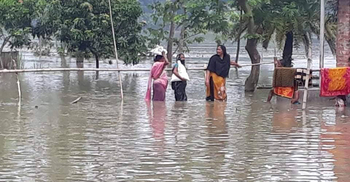 দফায় দফায় বন্যায় মেরুদণ্ড ভেঙে গেছে বরেন্দ্র কৃষকের