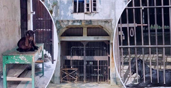 খোকসা উপ-কারাগারে ‘কারারক্ষী’ ছাগল, ‘কয়েদির জায়গায়’ গবাদিপশু!