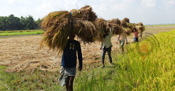 উৎপাদন খরচে মিলছে না হিসাব, আমনের দামে খুশি নন পাবনার চাষিরা