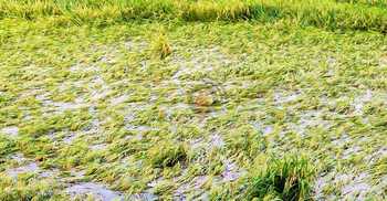 ঘূর্ণিঝড় অশনি: রাজশাহীতে অর্ধেক ধান নষ্টের আশঙ্কা