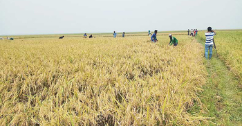 হাওরের ধান গোলায় তোলার চিন্তায় কৃষক
