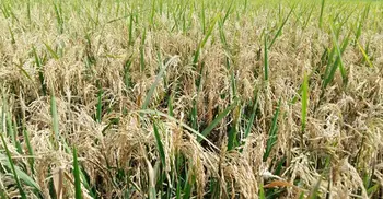 Rice blast disease detected in Feni