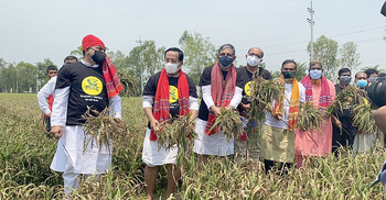 ‘শস্যচিত্রে বঙ্গবন্ধু’ প্রকল্পের ধান কাটলেন নানকসহ আ.লীগ নেতারা