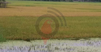 শরীয়তপু‌রে মিলছে না ধান কাটা শ্রমিক, দুশ্চিন্তায় কৃষক