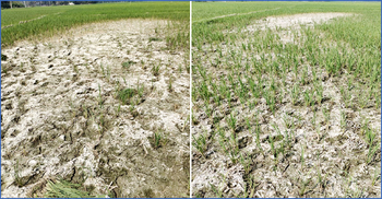 বোরোর জমি ফেটে চৌচির, ধান বাঁচাতে কৃষকের আহাজারি