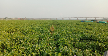 কচুরিপানায় সয়লাব কালী নদী, এগোয় না নৌকা