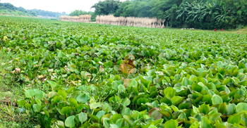 মেহেরপুরে ভৈরব নদের গলার কাঁটা কচুরিপানা