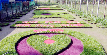 সবুজের ক্যানভাসে ‘আমার সোনার বাংলা, আমি তোমায় ভালোবাসি’