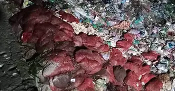 70 sacks of rotten onion dumped under bridge