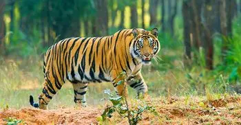 Tiger population at risk in Sundarbans: 38 tigers died in 20 years