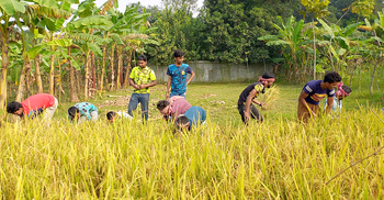 কৃষকের দুই বিঘা ধান কেটে বাড়ি পৌঁছে দিলো আরএসএস