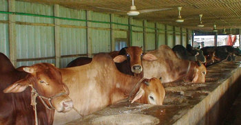 সিরাজগঞ্জে গরু নিয়ে দুশ্চিন্তায় খামারিরা